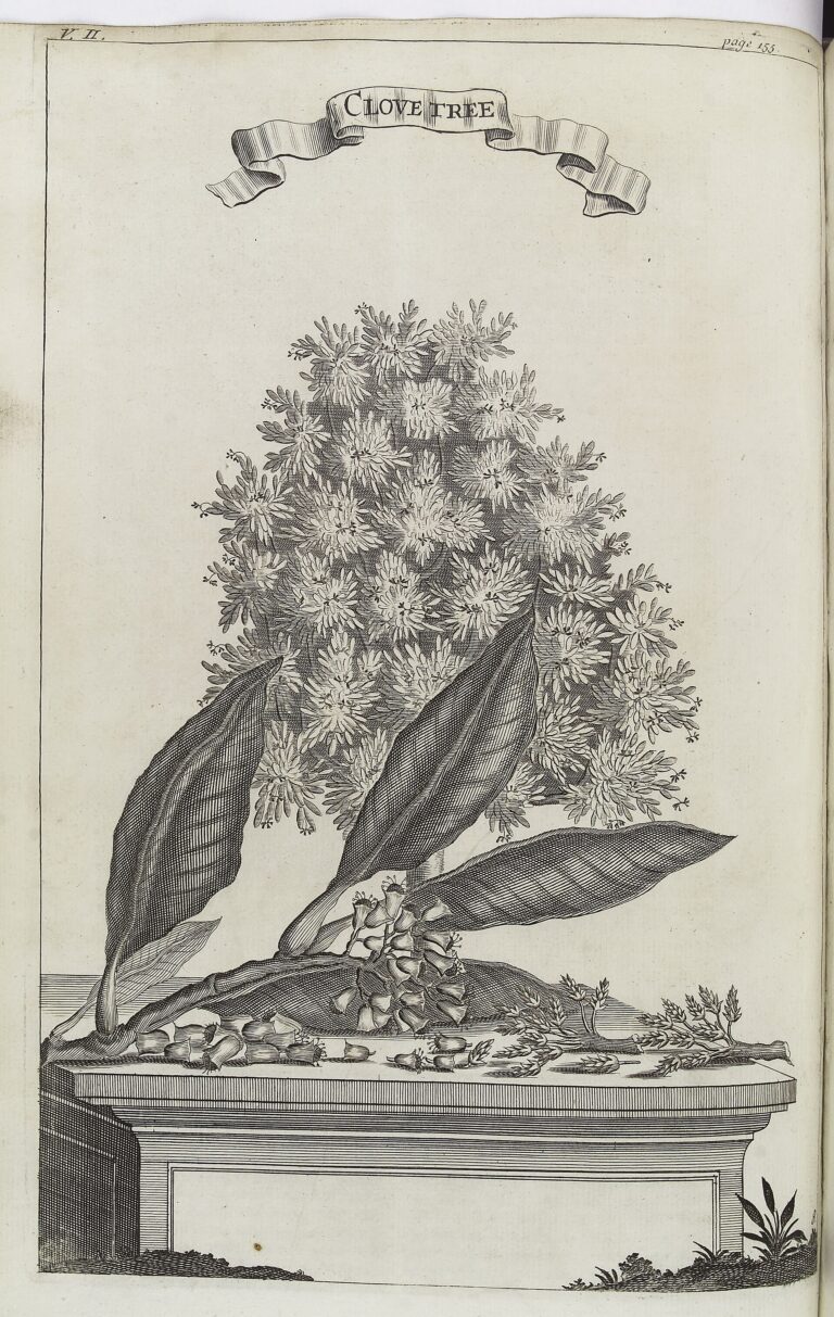 Clavo (Lavanga / Caryophyllus aromaticus)