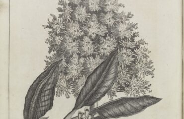 Clavo (Lavanga / Caryophyllus aromaticus)