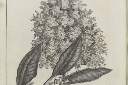 Clavo (Lavanga / Caryophyllus aromaticus)