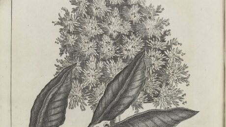 Clavo (Lavanga / Caryophyllus aromaticus)