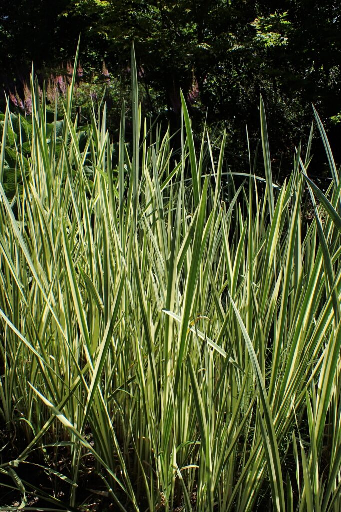 Ácoro (Vachā / Acorus calamus)