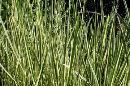 Ácoro (Vachā / Acorus calamus)