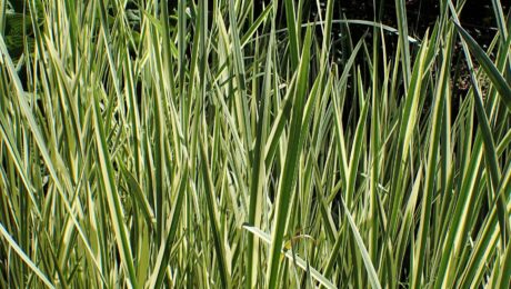 Ácoro (Vachā / Acorus calamus)