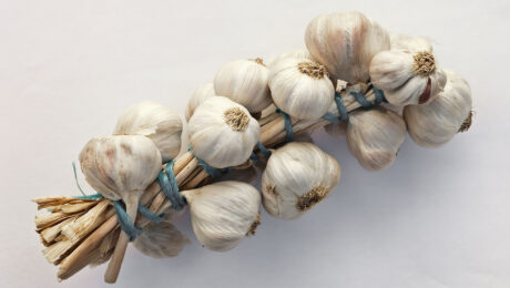 Ajo (Rasona / Allium sativum)