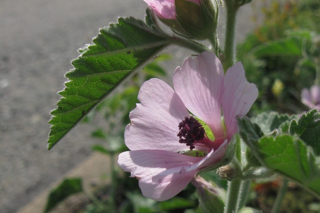 Malvavisco (Althea officinalis)