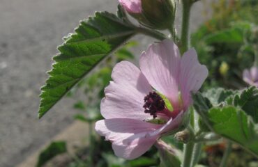 Malvavisco (Althea officinalis)