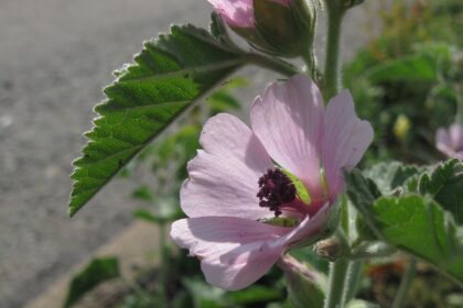 Malvavisco (Althea officinalis)