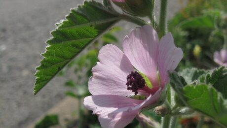 Malvavisco (Althea officinalis)