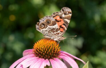 Equinácea (Echinacea angustifolia)