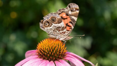 Equinácea (Echinacea angustifolia)