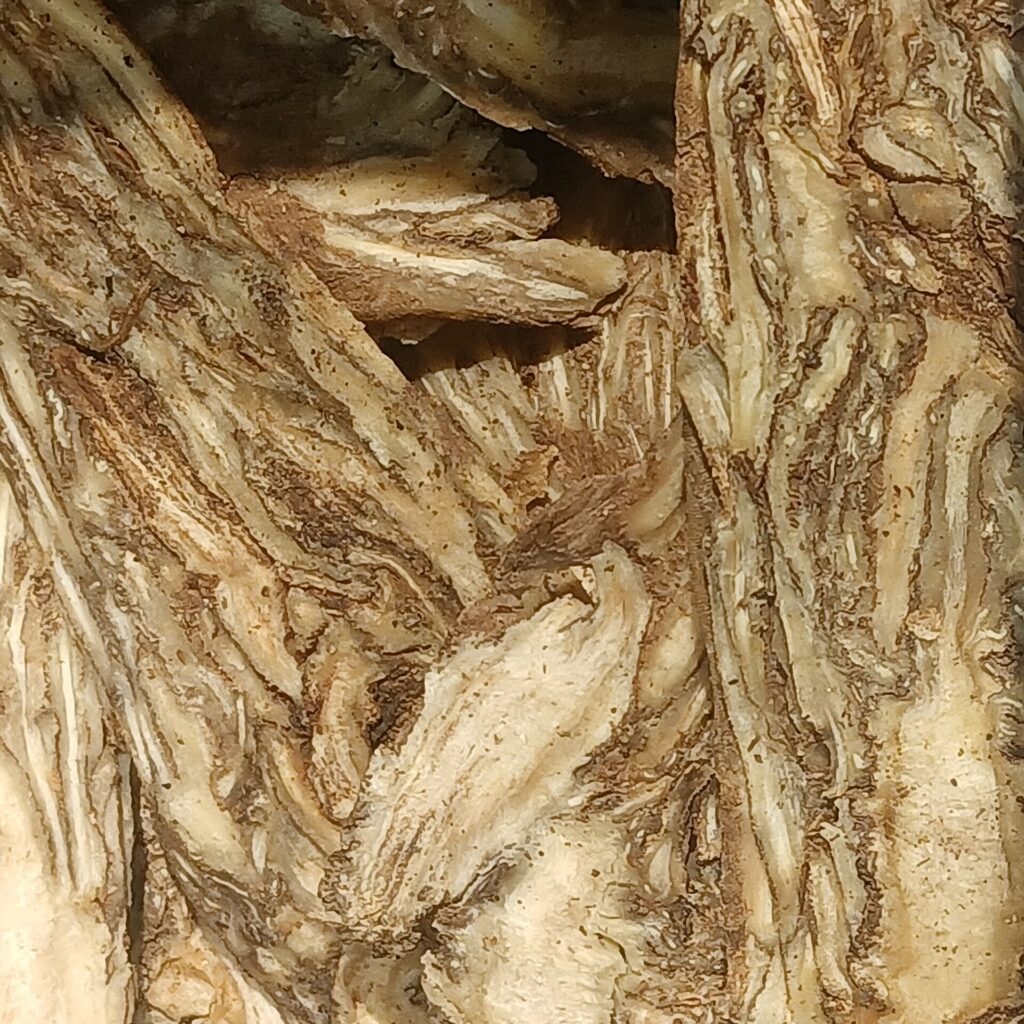 Angélica (Chavaka / Angelica spp.)