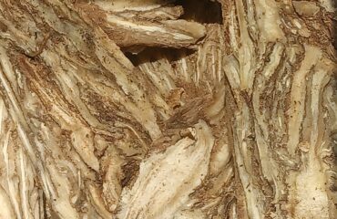 Angélica (Chavaka / Angelica spp.)