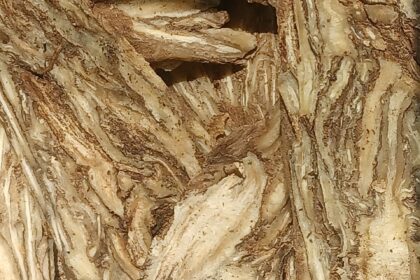 Angélica (Chavaka / Angelica spp.)