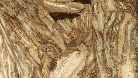 Angélica (Chavaka / Angelica spp.)