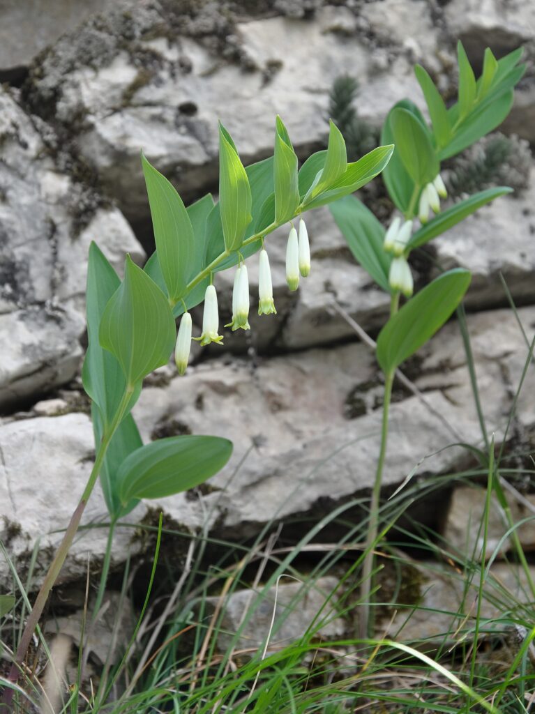 Sello de Salomón (Meda / Polygonatum spp.)