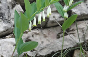 Sello de Salomón (Meda / Polygonatum spp.)