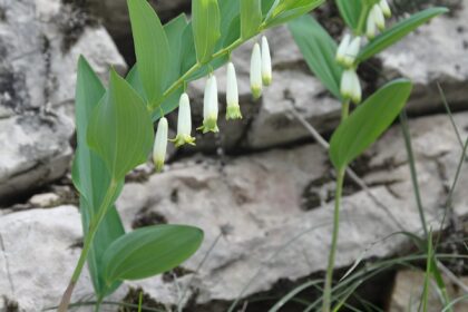 Sello de Salomón (Meda / Polygonatum spp.)