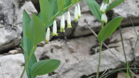 Sello de Salomón (Meda / Polygonatum spp.)