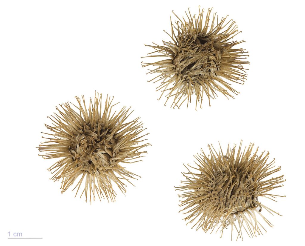 Bardana (Niu Bang / Arctium lappa)