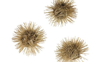 Bardana (Niu Bang / Arctium lappa)