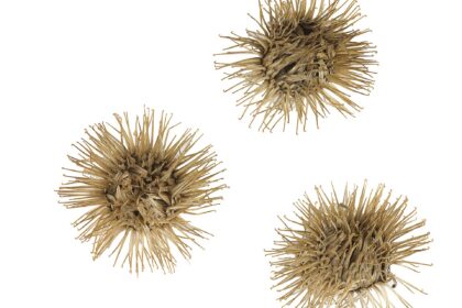 Bardana (Niu Bang / Arctium lappa)