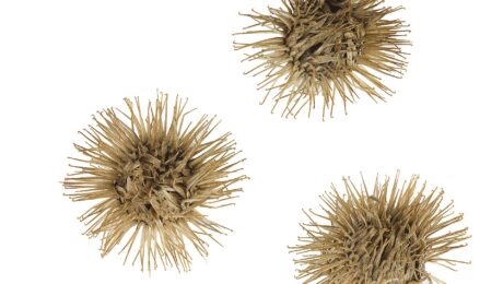 Bardana (Niu Bang / Arctium lappa)