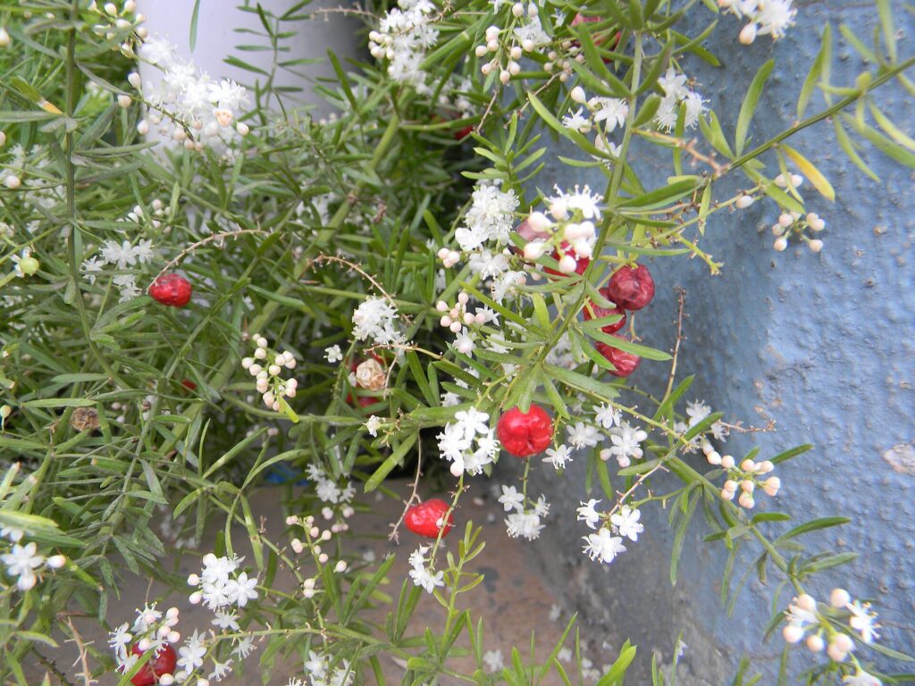 Shatavari (Asparagus racemosus)