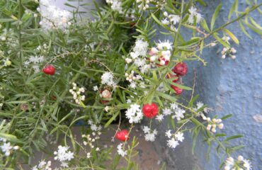 Shatavari (Asparagus racemosus)