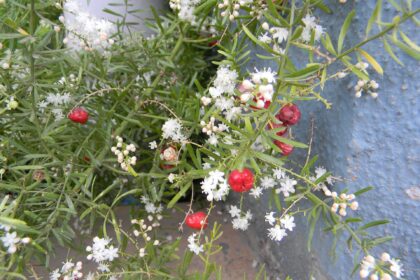 Shatavari (Asparagus racemosus)