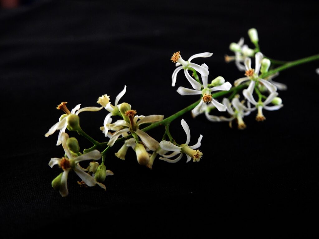Margosa o Nim de la India (Nimba / Azadirachta indica)