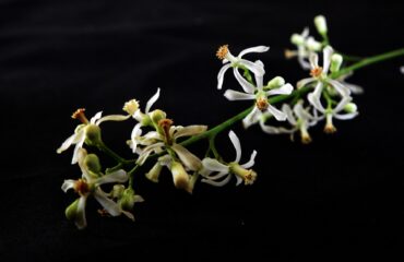 Margosa o Nim de la India (Nimba / Azadirachta indica)