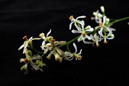 Margosa o Nim de la India (Nimba / Azadirachta indica)