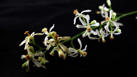 Margosa o Nim de la India (Nimba / Azadirachta indica)