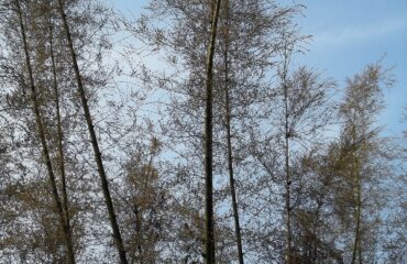 Vamsha-rochana — Maná de bambú (Bambusa arundinacea)