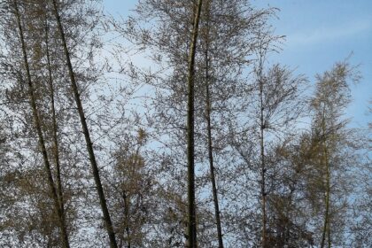 Vamsha-rochana — Maná de bambú (Bambusa arundinacea)