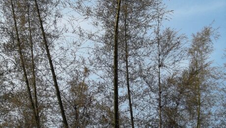 Vamsha-rochana — Maná de bambú (Bambusa arundinacea)