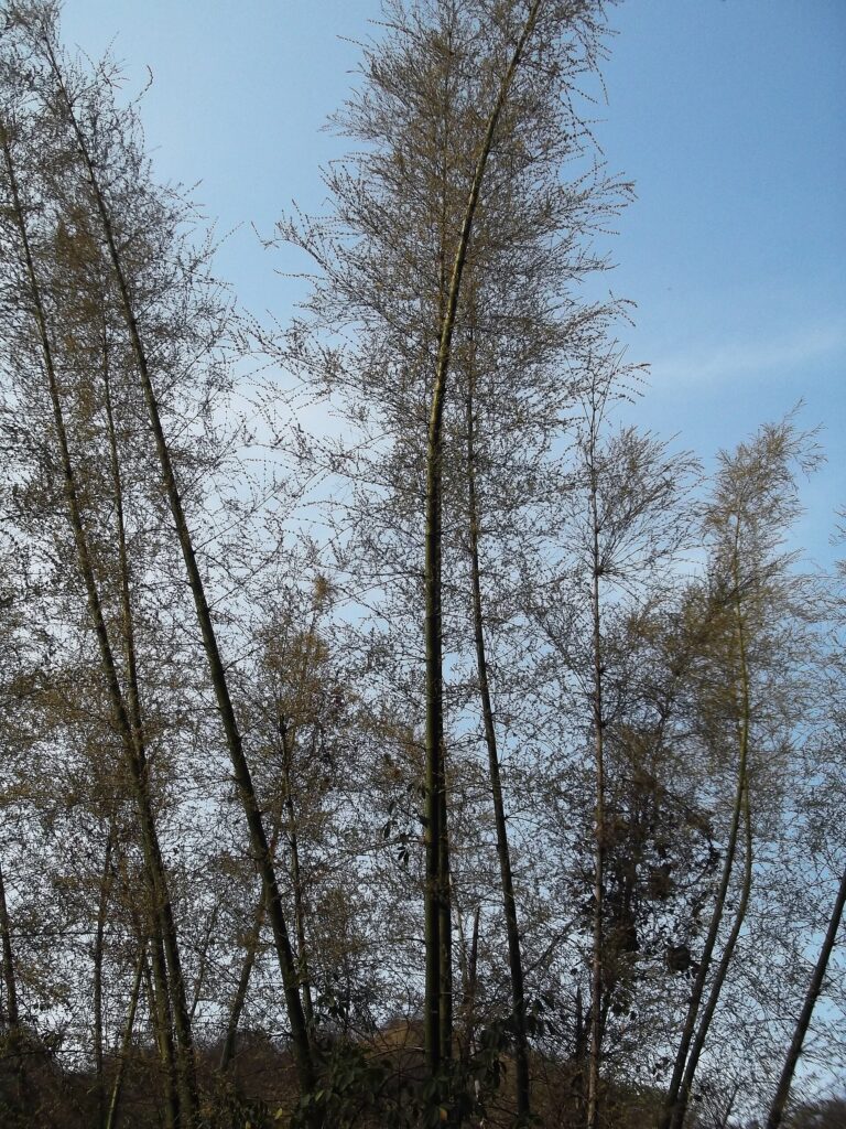 Vamsha-rochana — Maná de bambú (Bambusa arundinacea)