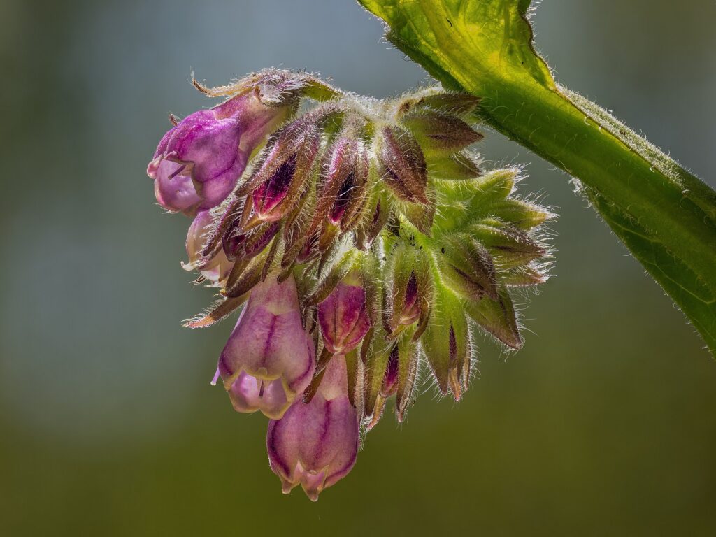 Consuelda (Symphytum officinale)