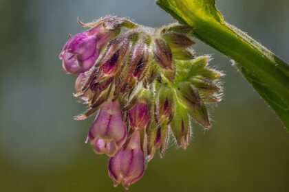 Consuelda (Symphytum officinale)