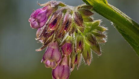 Consuelda (Symphytum officinale)