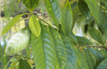 Nuez moscada (Ròu dòu kòu / Myristica fragrans)