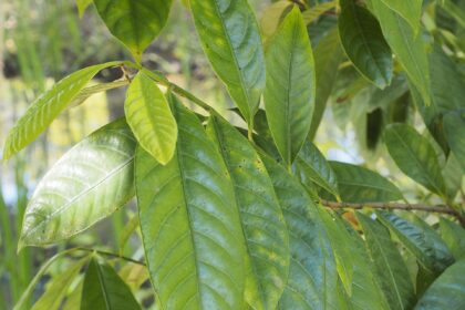 Nuez moscada (Ròu dòu kòu / Myristica fragrans)