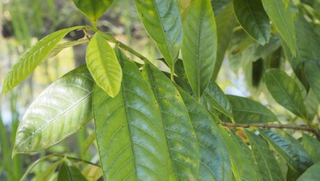 Nuez moscada (Ròu dòu kòu / Myristica fragrans)