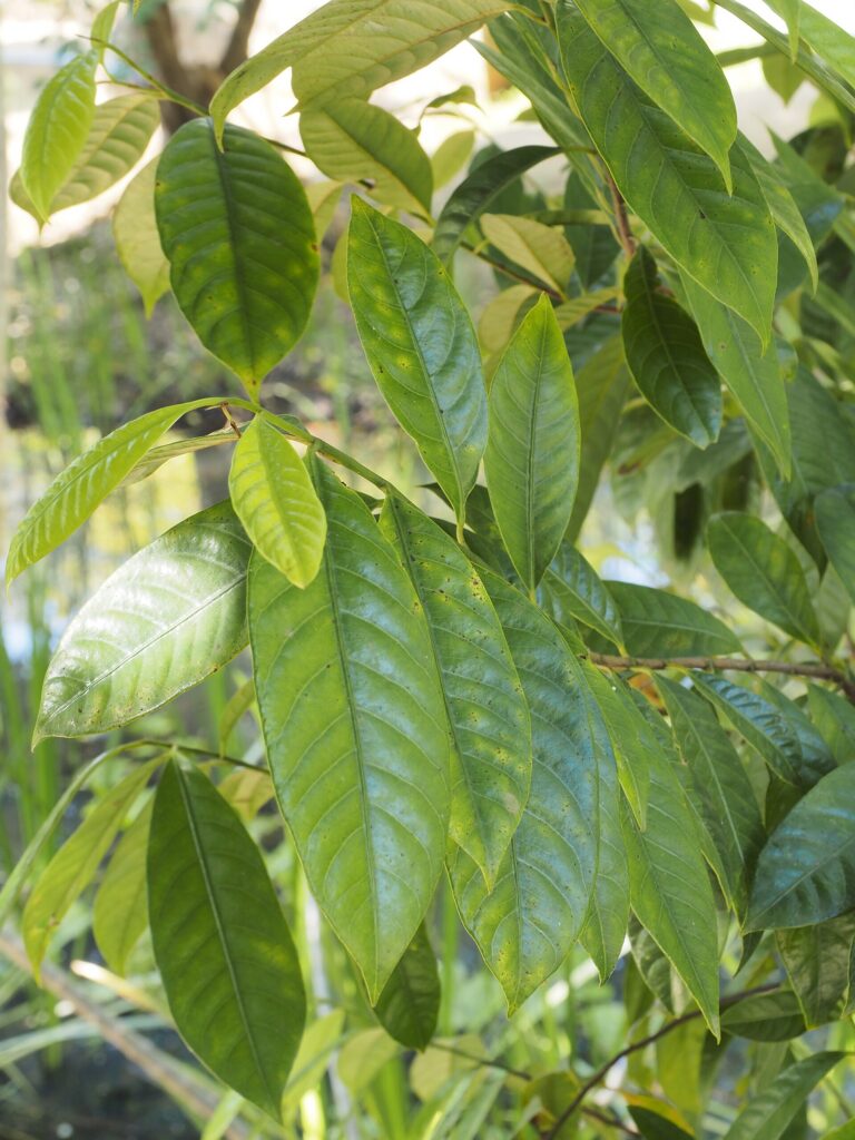 Nuez moscada (Ròu dòu kòu / Myristica fragrans)