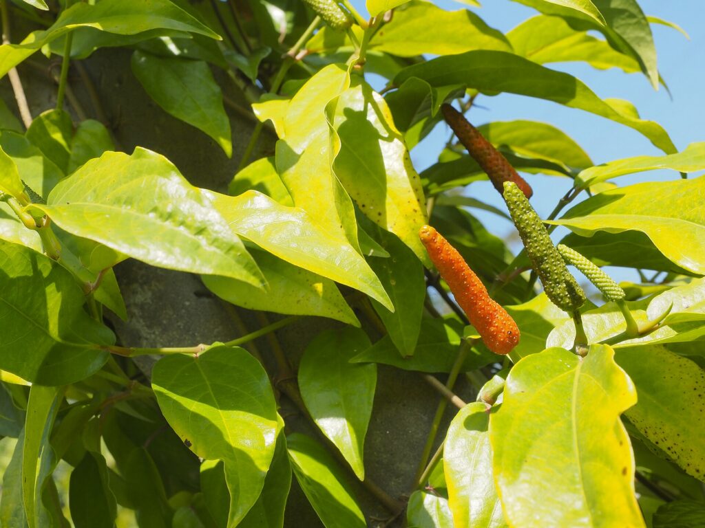 Pippali — Pimienta larga hindú (Piper longum)