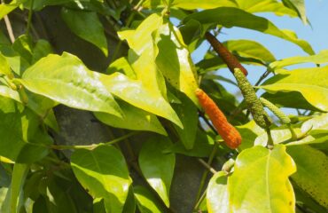 Pippali — Pimienta larga hindú (Piper longum)