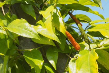 Pippali — Pimienta larga hindú (Piper longum)