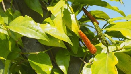 Pippali — Pimienta larga hindú (Piper longum)