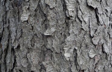 Cerezo silvestre — corteza (Padmaka / Prunus spp.)