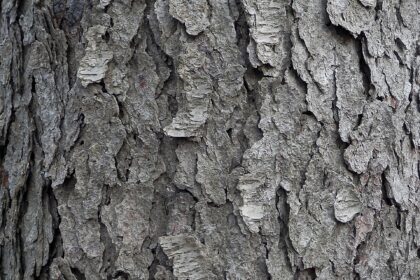 Cerezo silvestre — corteza (Padmaka / Prunus spp.)